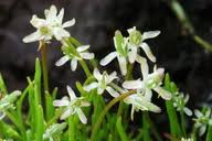 Attēlu rezultāti vaicājumam “Myosurus minimus flower”