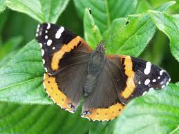 Attēlu rezultāti vaicājumam “Vanessa atalanta”