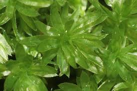 Attēlu rezultāti vaicājumam “Mnium hornum”