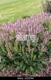 Image result for Salvia pratensis `Rose Rhapsody