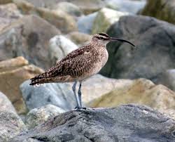 Image result for Numenius hudsonicus