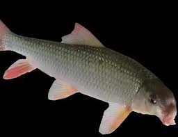 Image result for Moxostoma carinatum