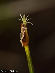 Attēlu rezultāti vaicājumam “Trichophorum alpinum fruit”