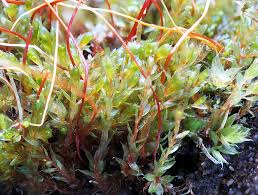 Attēlu rezultāti vaicājumam “Bryum rubens”