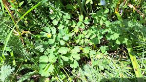 Attēlu rezultāti vaicājumam “Thalictrum minus leaf”