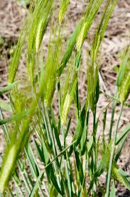 Attēlu rezultāti vaicājumam “Hordeum vulgare”