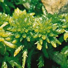 Attēlu rezultāti vaicājumam “Sphagnum angustifolium sporophyte”