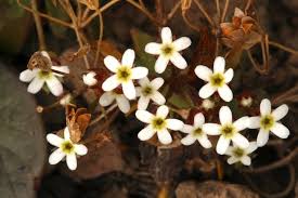 Attēlu rezultāti vaicājumam “Androsace septentrionalis”