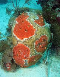 Attēlu rezultāti vaicājumam “Tubifera applanata sessile”