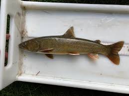 Image result for Salvelinus confluentus