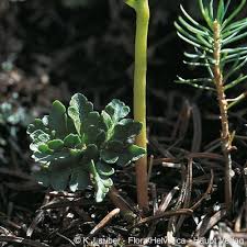 Attēlu rezultāti vaicājumam “Botrychium multifidum”
