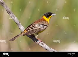 Image result for Emberiza melanocephala