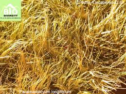 Attēlu rezultāti vaicājumam “Paraleucobryum longifolium”