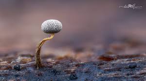 Attēlu rezultāti vaicājumam “Physarum album stalked”