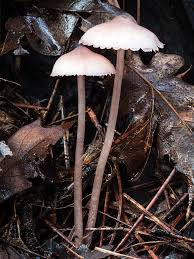 Attēlu rezultāti vaicājumam “Mycena haematopus”