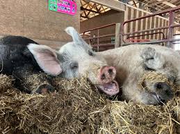 Bildresultat för pigs