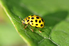 Attēlu rezultāti vaicājumam “Psyllobora vigintiduopunctata larva”