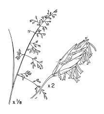 Attēlu rezultāti vaicājumam “Enteridium liceoides sessile”