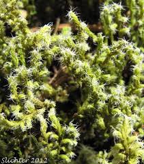 Attēlu rezultāti vaicājumam “Racomitrium canescens”