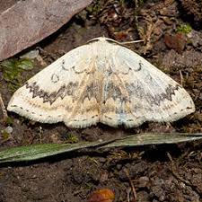 Attēlu rezultāti vaicājumam “Cyclophora annularia”