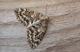 Attēlu rezultāti vaicājumam “Thera variata”