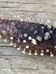 Attēlu rezultāti vaicājumam “Physarum diderma”