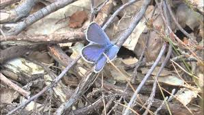 Attēlu rezultāti vaicājumam “Plebejus argus male”