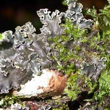 Attēlu rezultāti vaicājumam “Peltigera”