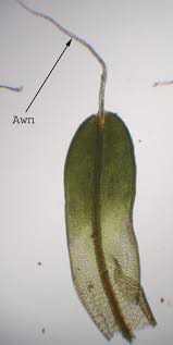Attēlu rezultāti vaicājumam “Tortula truncata sporophyte”