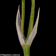 Attēlu rezultāti vaicājumam “Stellaria graminea”