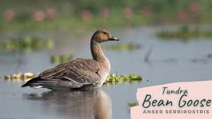 Attēlu rezultāti vaicājumam “Anser serrirostris”