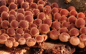 Attēlu rezultāti vaicājumam “Cribraria purpurea spores”