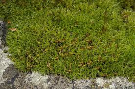 Attēlu rezultāti vaicājumam “Grimmia muehlenbeckii”