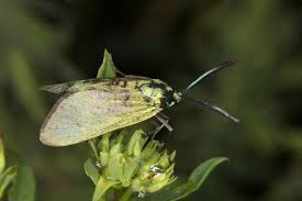 Attēlu rezultāti vaicājumam “Adscita statices”