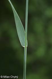 Attēlu rezultāti vaicājumam “Elytrigia repens”