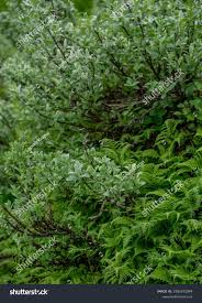 Attēlu rezultāti vaicājumam “Salix lapponum leaf”