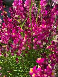 Attēlu rezultāti vaicājumam “Linaria loeselii flower”
