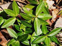 Attēlu rezultāti vaicājumam “Vinca minor leaf”