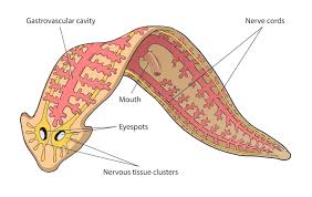 Attēlu rezultāti vaicājumam “Callimorpha dominula larva”