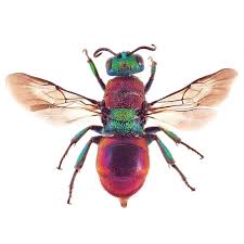 Attēlu rezultāti vaicājumam “Hedychrum sp.”