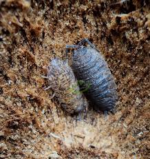 Attēlu rezultāti vaicājumam “Porcellio scaber”