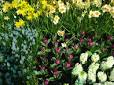 how to grow flowers
