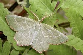 Attēlu rezultāti vaicājumam “Thalera fimbrialis”