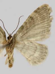 Attēlu rezultāti vaicājumam “Chloroclystis v-ata”