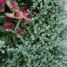 Image result for Helichrysum lindleyii