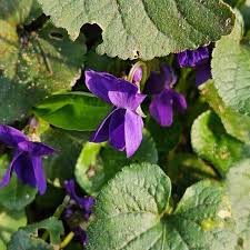 Image result for Viola odorata