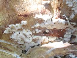 Attēlu rezultāti vaicājumam “Physisporinus vitreus”