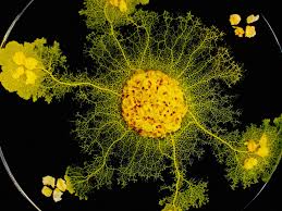 Attēlu rezultāti vaicājumam “Physarum nitens plasmodium”