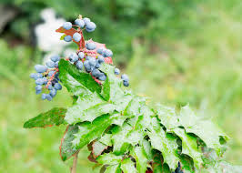 Attēlu rezultāti vaicājumam “Mahonia aquifolium fruit”