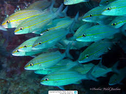 Image result for Haemulon aurolineatum